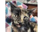 Adopt Natalie a Tortoiseshell Domestic Shorthair / Mixed cat in Casa Grande