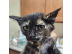 Adopt Edna a Tortoiseshell Domestic Shorthair / Mixed cat in Casa Grande