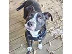 Adopt Rachel a Black Labrador Retriever / Mixed dog in Tuscaloosa, AL (38152776)