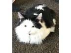 Adopt Tarter a Black & White or Tuxedo Domestic Longhair (long coat) cat in