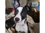 Adopt Lily a Black - with White Terrier (Unknown Type, Small) / Mixed dog in
