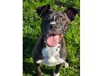 Adopt Rambo a Black - with White Labrador Retriever / Pit Bull Terrier / Mixed