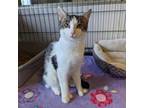 Adopt Gracie a White Domestic Shorthair / Mixed cat in Buffalo, NY (38154013)