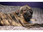 Adopt Mastiff Pup #6 a Brindle Mastiff / Mastiff / Mixed dog in Frisco