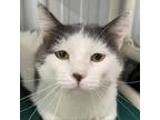 Adopt Gumbo a White Domestic Shorthair / Mixed cat in Spanish Fork