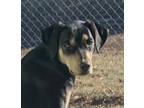 Adopt Kolanut a Black - with Tan, Yellow or Fawn Coonhound / Mixed dog in
