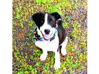 Adopt Bresa a Black - with White Pit Bull Terrier / Mixed dog in Muldrow