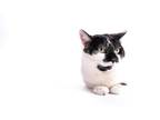 Adopt Ruby a White Domestic Shorthair (short coat) cat in Lafayette