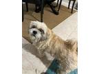 Adopt Mae and Shae a White - with Tan, Yellow or Fawn Lhasa Apso / Mixed dog in