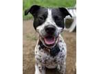 Adopt Cassie a White - with Black Mixed Breed (Medium) / Mixed dog in Barre