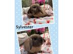 Adopt Sylvester a Cinnamon Mini Lop / Mixed (short coat) rabbit in Laurens