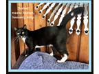 Adopt Dashiell a Black & White or Tuxedo Domestic Shorthair (short coat) cat in