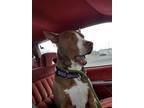 Adopt Thaddeus a Red/Golden/Orange/Chestnut - with White American Pit Bull