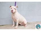 Adopt Savannah a White American Pit Bull Terrier / Mixed dog in Walterboro