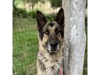 Adopt Albert a Tan/Yellow/Fawn German Shepherd Dog / Mixed dog in Carlsbad