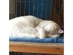 Adopt Snowball a White Domestic Shorthair (short coat) cat in Toronto