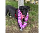 Adopt Charlotte a Black Labrador Retriever / American Pit Bull Terrier / Mixed