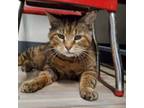 Adopt Teddy a Brown or Chocolate Domestic Shorthair / Mixed cat in Havre de