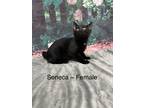 Adopt Seneca a Black (Mostly) Domestic Shorthair (short coat) cat in Fairmont