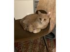 Adopt Peach *MUST BE ADOPTED WITH WAFFLE* a Orange or Red Domestic Shorthair /