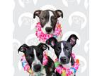 Adopt The Explorer Puppies a Black - with White Pit Bull Terrier / Labrador