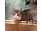 Adopt June a White Domestic Shorthair / Mixed cat in Lindenwold, NJ (38426749)