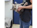 Adopt David Bowie a Gray or Blue Domestic Shorthair / Mixed cat in Galveston