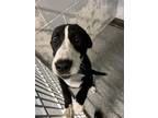 Adopt Tulip a Black Pointer / Mixed dog in Joshua, TX (38401385)
