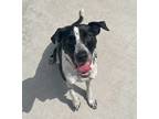 Adopt Sito a Black - with White Beagle / Cattle Dog / Mixed dog in Hackensack