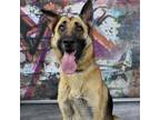 Adopt Bailee a Brown/Chocolate German Shepherd Dog / Mixed dog in Yuma