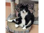Adopt Shepherd a All Black Domestic Shorthair / Mixed cat in Ballston Spa