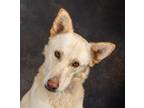 Adopt TREVOR a White German Shepherd Dog / Mixed dog in Brattleboro
