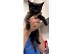 Adopt Santiago a All Black Domestic Shorthair / Domestic Shorthair / Mixed cat