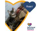 Adopt Ribbit a All Black Domestic Mediumhair / Domestic Shorthair / Mixed cat in