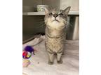Adopt Swimmers a Gray or Blue Domestic Shorthair / Domestic Shorthair / Mixed