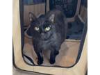 Adopt Majik a All Black Domestic Shorthair / Mixed cat in Oyster Bay