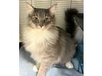Adopt Scar a Gray or Blue Domestic Longhair / Domestic Shorthair / Mixed cat in