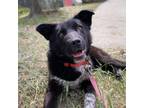 Adopt Maeve a Black Labrador Retriever / Mixed dog in Canmore, AB (38270531)