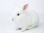 Adopt Pumba a Sable Lionhead / Dwarf / Mixed rabbit in Kingston, ON (38362820)