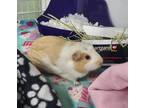 Adopt Cantaloupe a Cream Guinea Pig (long coat) small animal in Crystal Lake