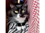 Adopt Socks a All Black Domestic Shorthair / Mixed cat in Middletown