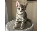 Adopt Stormy M a Gray, Blue or Silver Tabby Domestic Shorthair (short coat) cat