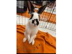 Adopt Mickey a White English Spot / Mixed rabbit in Melbourne, FL (38432991)