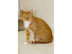 Adopt Boden a Orange or Red Domestic Shorthair / Domestic Shorthair / Mixed cat