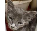 Adopt Susie a Gray or Blue Domestic Shorthair / Mixed cat in Yuma, AZ (38298946)