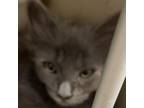 Adopt Sally a Gray or Blue Domestic Shorthair / Mixed cat in Yuma, AZ (38298947)
