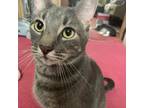 Adopt Ash a Gray or Blue Domestic Shorthair / Mixed cat in Tipton, IN (38390605)