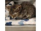 Adopt Avery a Brown Tabby Domestic Shorthair / Mixed (medium coat) cat in