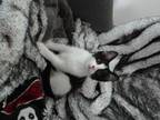 Adopt Ava Gardner a Black & White or Tuxedo Domestic Shorthair (short coat) cat
