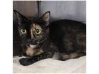 Adopt Lena a All Black Domestic Shorthair / Domestic Shorthair / Mixed cat in